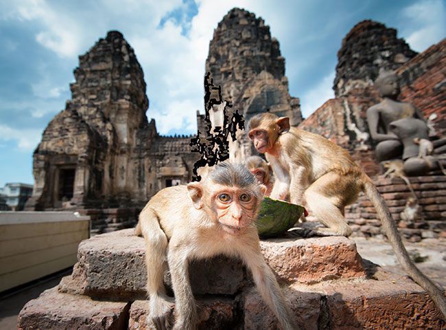 Lopburi Monkeys