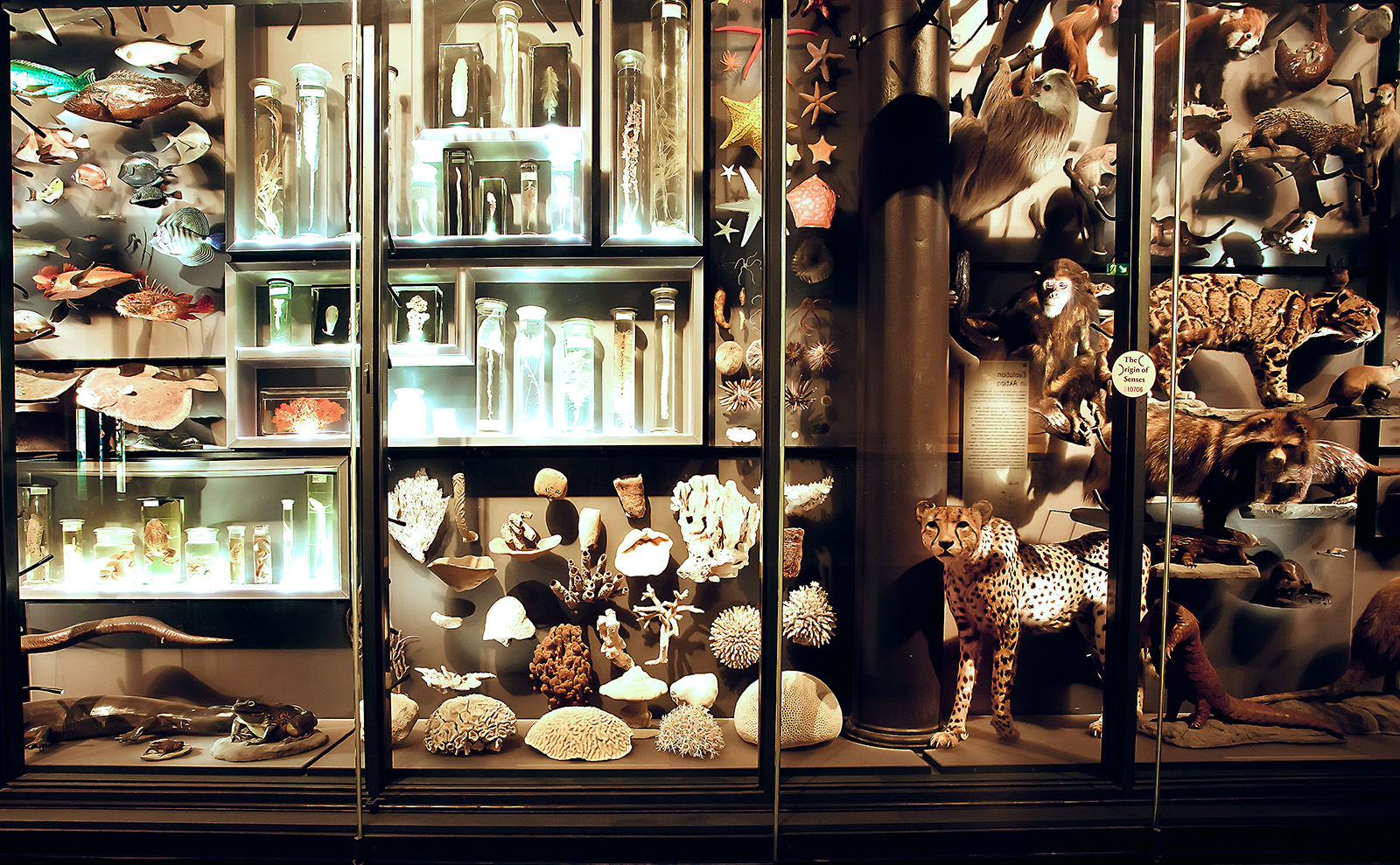 glass display case filled with taxidermy animals, shells, and glass jars