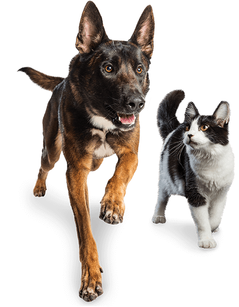 dog and cat running together