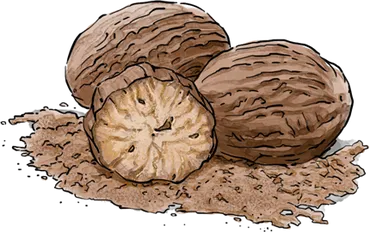 Illustration of Nutmeg