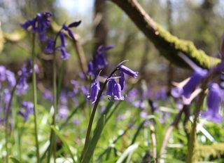 A close up shot of some bluebells with a field of bluebells in the out of focus background.