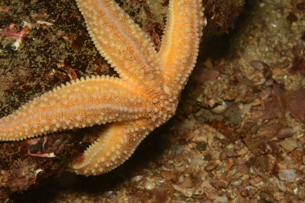 Closeup of the common starfish <em>Asterias rubens</em>