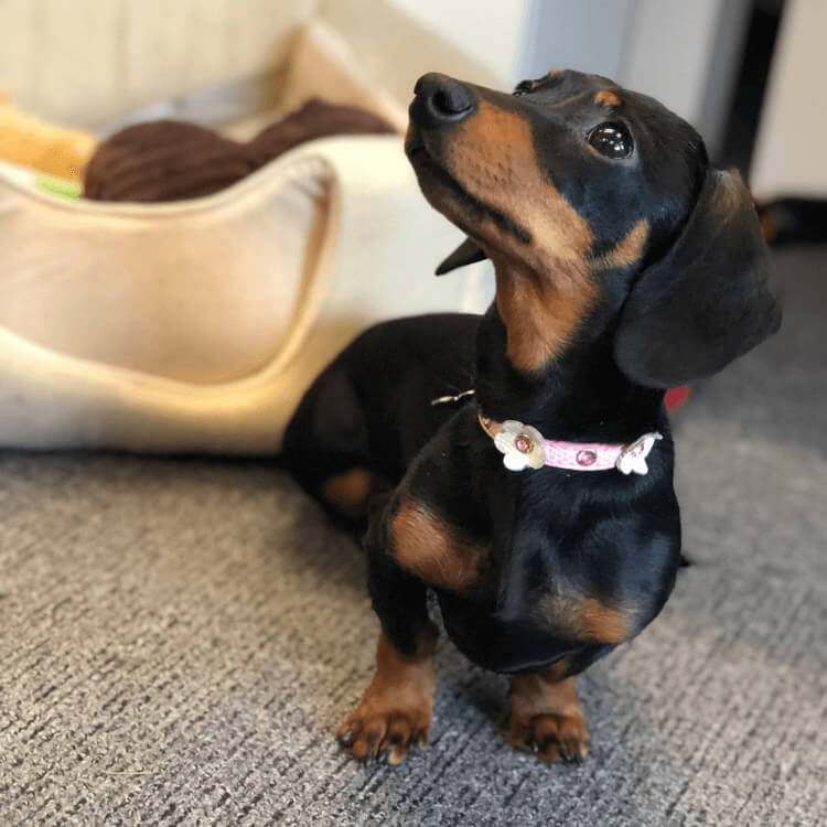 Meet Evie-Rose