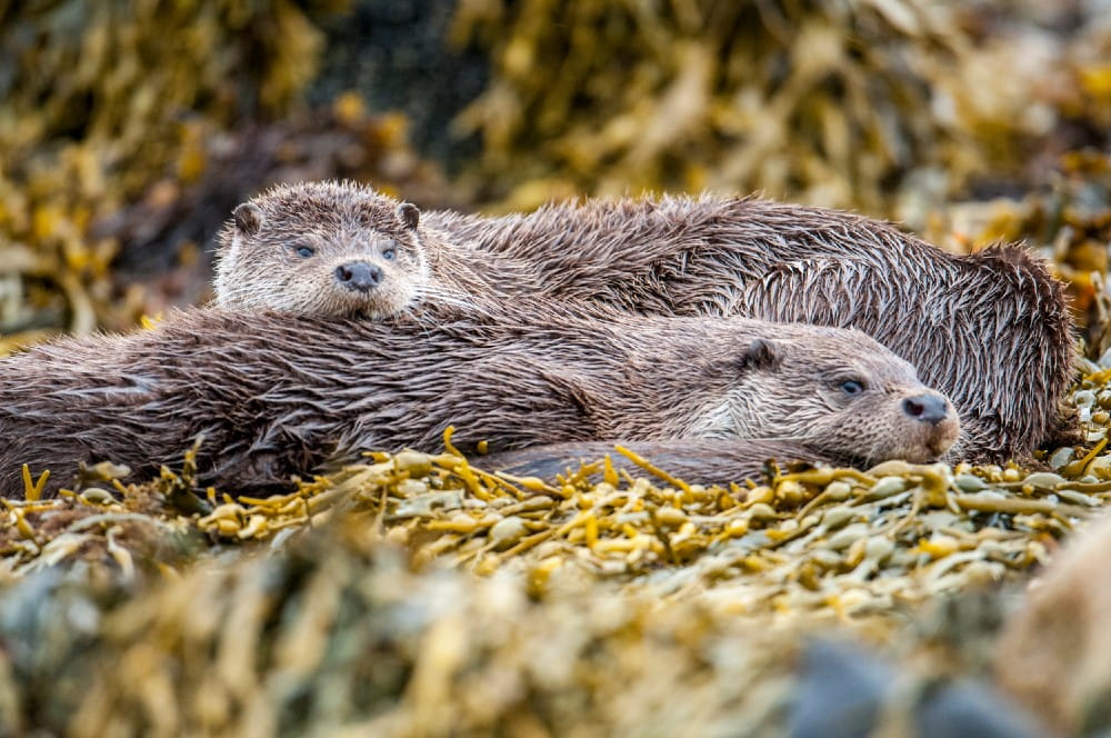 Two otters <em>(Lutra lutra)</em> among egg wrack seaweed <em>(Ascophyllum nodosum)</em>
