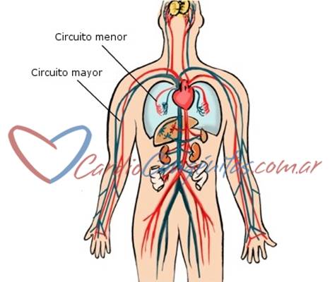 Sistema circulatorio