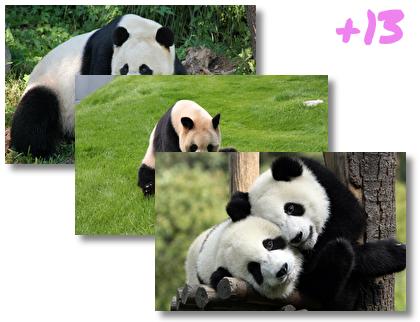 Panda theme pack