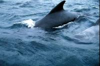 Pilot Whales come up for air
