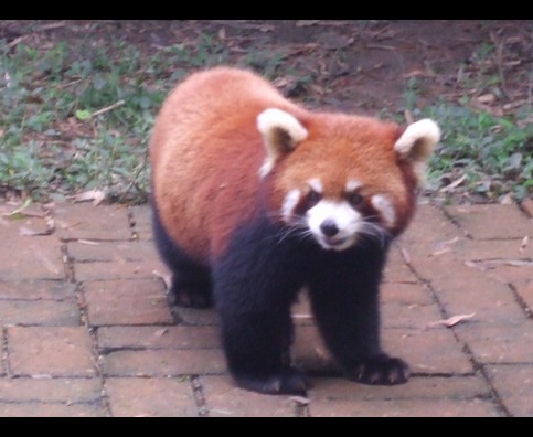 China Red Pandas 24