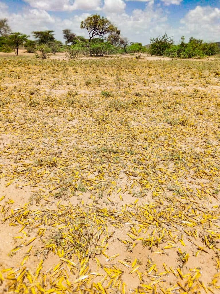 Locusts in field