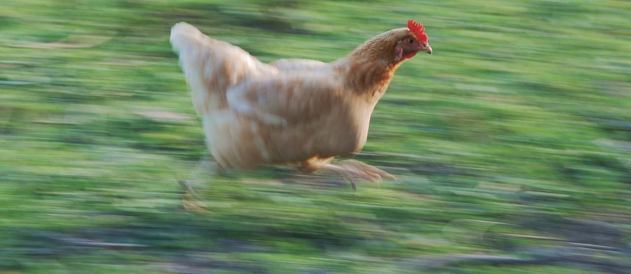 chicken