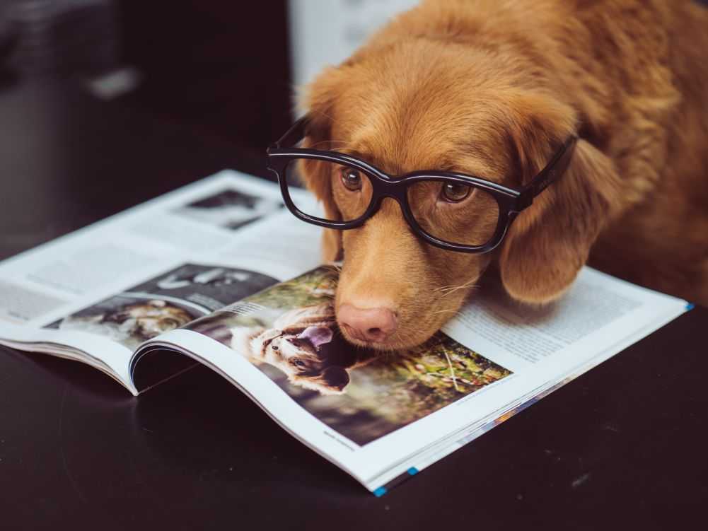 dog glasses