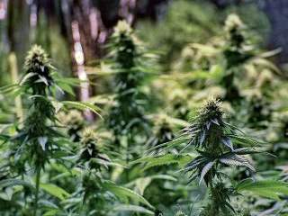 Buy me some Weed