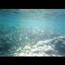 Coral Bay snorkelling 6