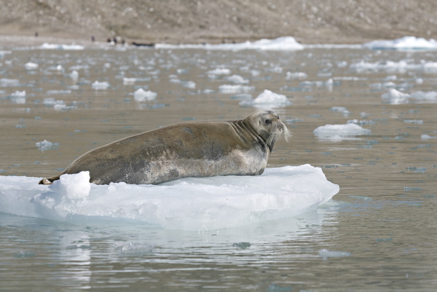 Melting kingdom of the Polar Bear