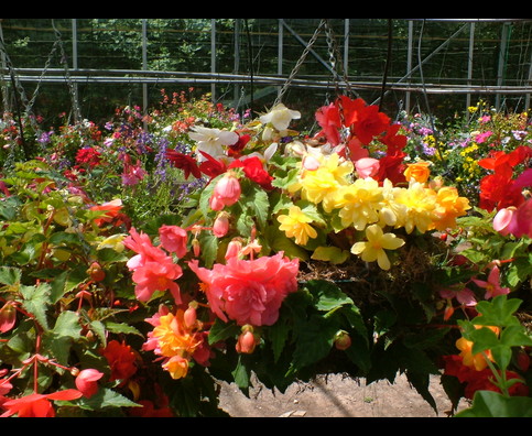 England Hanging Baskets 27