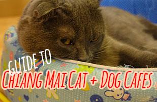 Cat And Dog Cafes in Chiang Mai - Where Is Good, And Where To Avoid If You Love Animals