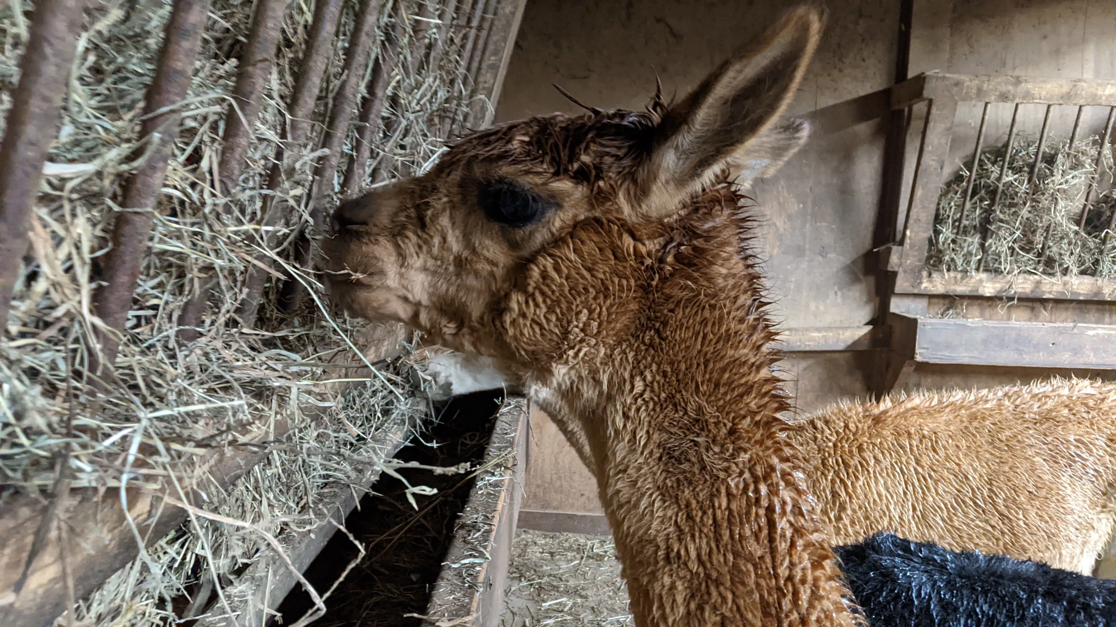 An image of an alpaca named Clare in the barn eating hay