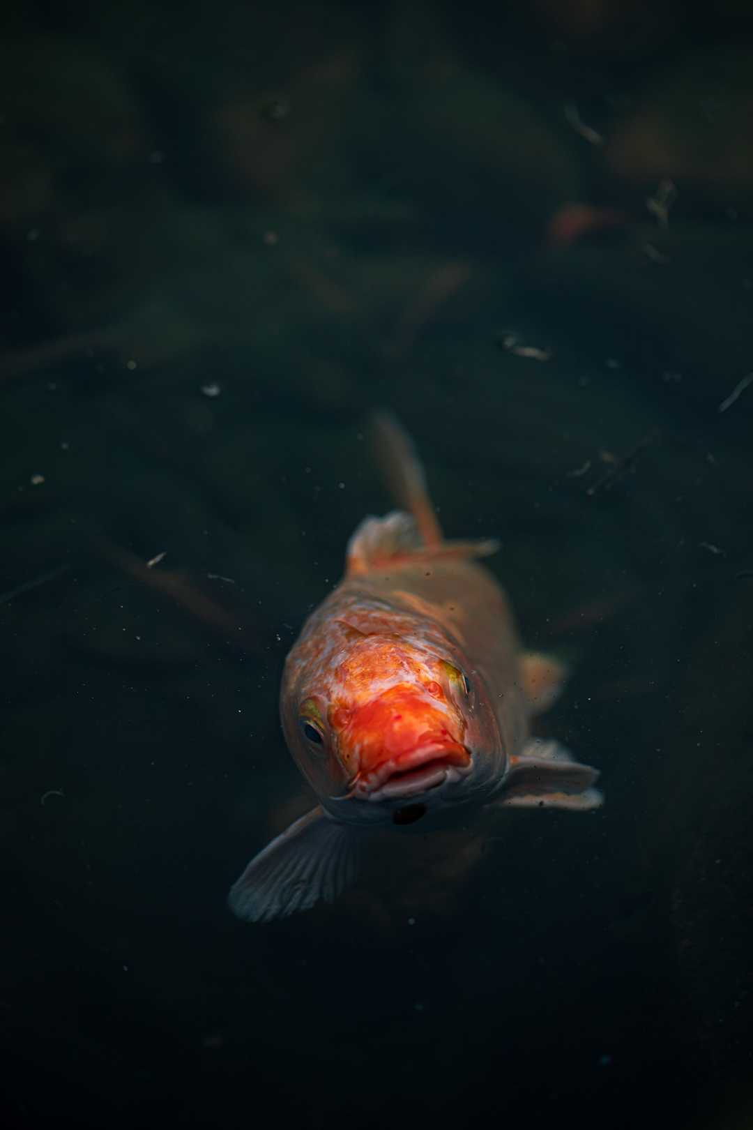 A likely likeness of Hubert A koi fish in Hong Kong