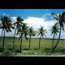Mozambique palm trees