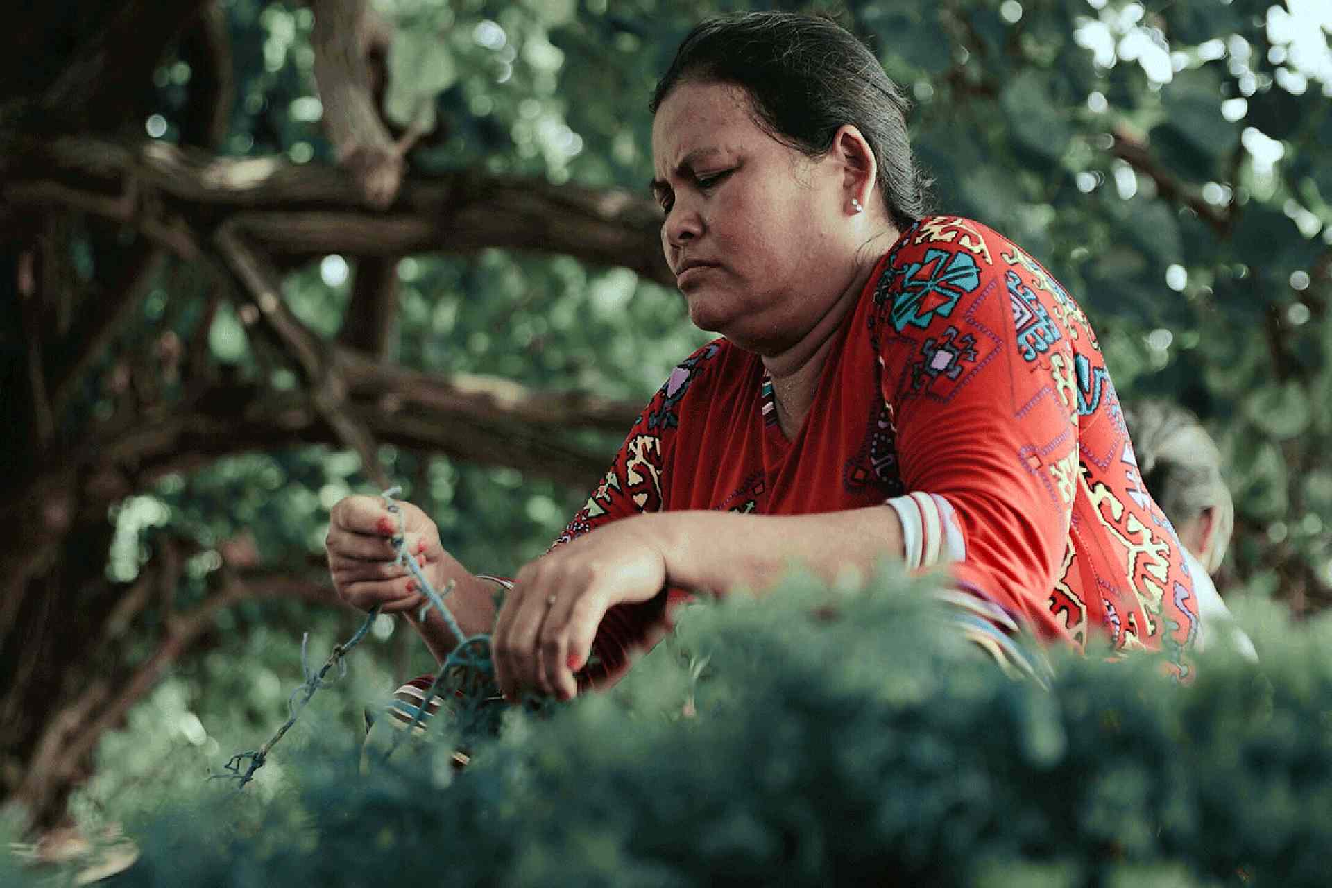 Seaweed farming is the practice of cultivating and harvesting seaweed