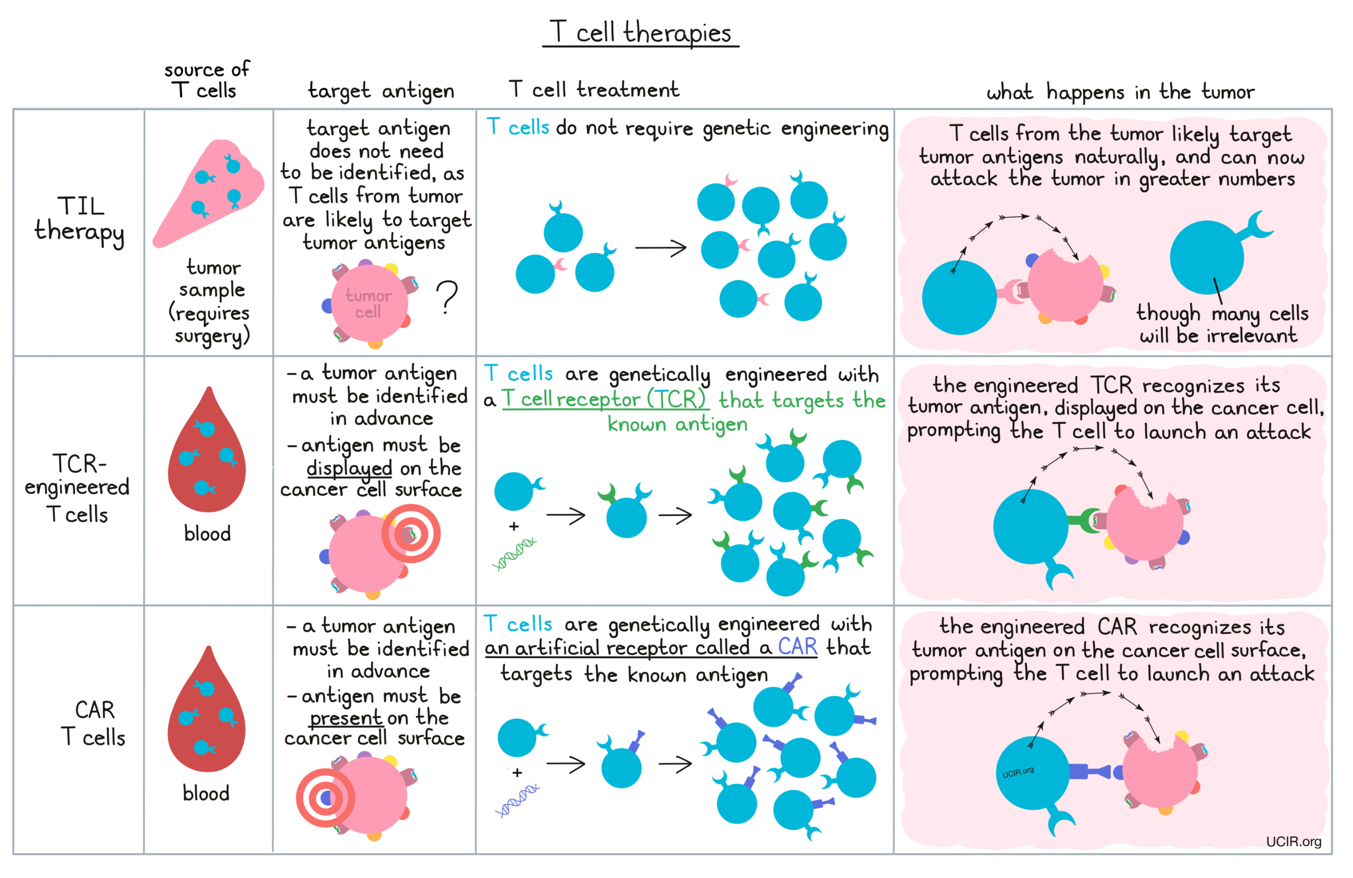 Comparing T cell therapies