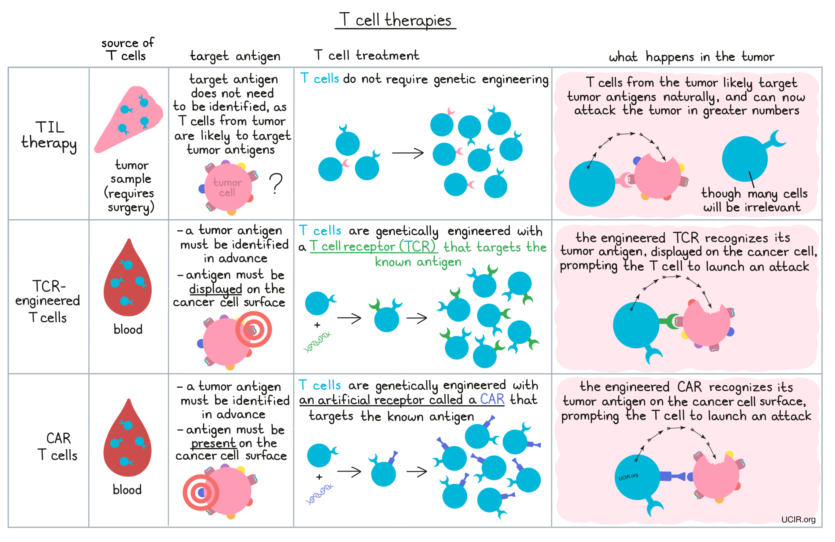 T Lymphocytes Types