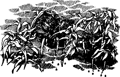 Creatures emerge from bushes in front of you.