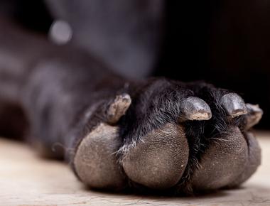 How Many Toes Does a Dog Have?