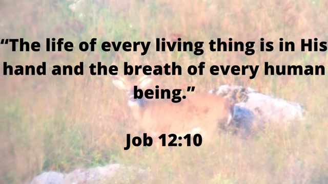 Job 12:7-10