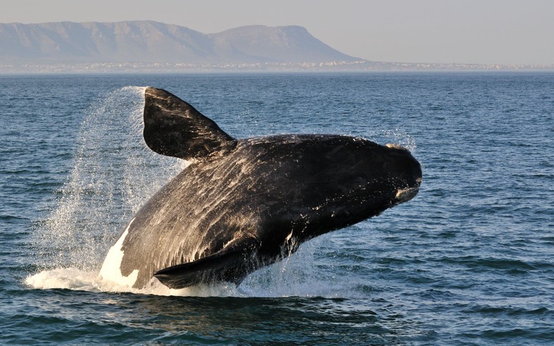 Whale Watching in Cape Town