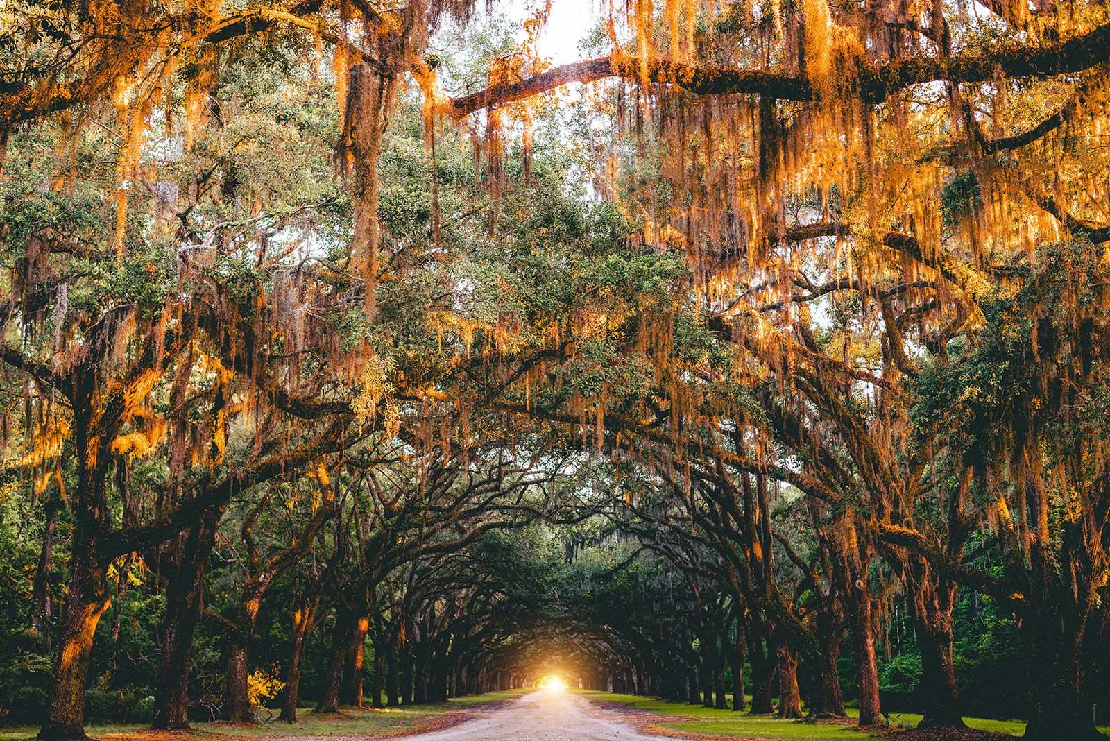 trees at sunset draped with spanish moss