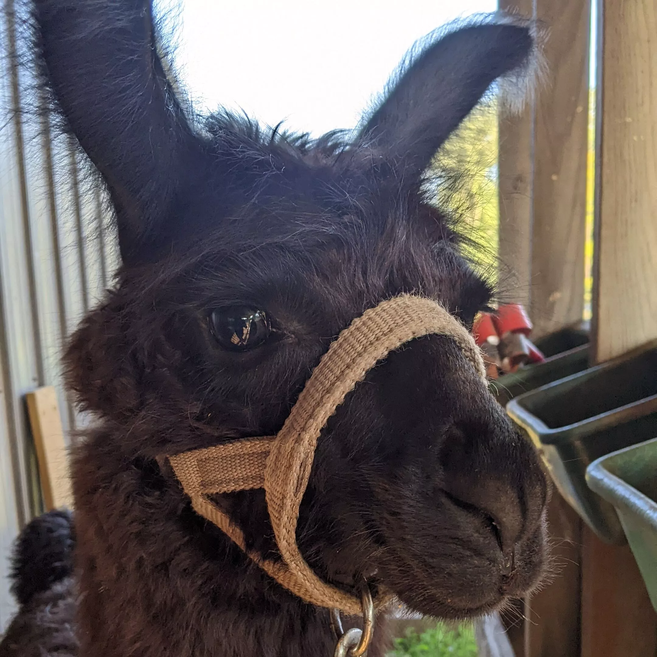 An image of a llama named Tonks wearing a halter for the first time