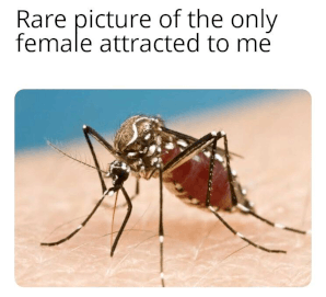 A picture of a mosquito with the text 'rare picture of the only female attracted to me'.