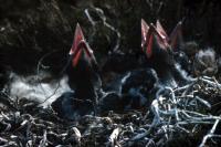 Raven chicks in the nest