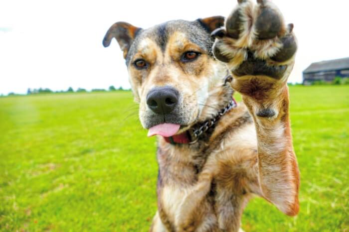 Dog waving to camera