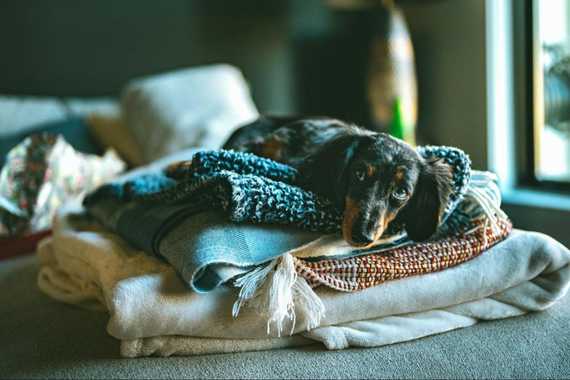 Preventing Fabric Eating in Dogs: Expert Tips and Strategies | Woof ... - Dogs Eating Fabric Fragments Risks