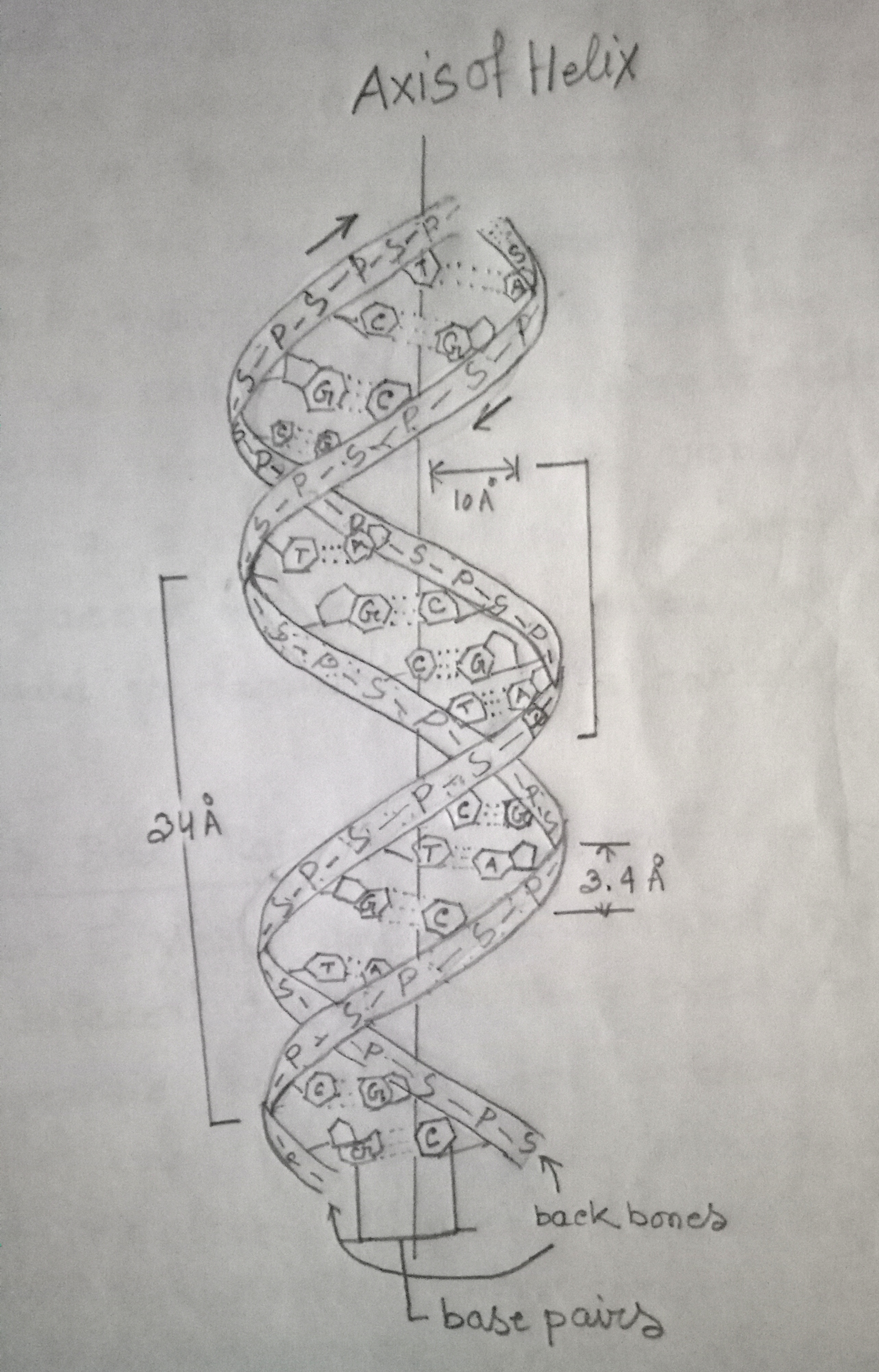 Diagrammatic representation of DNA double helix