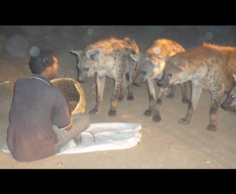 Ethiopia Hyenas 25