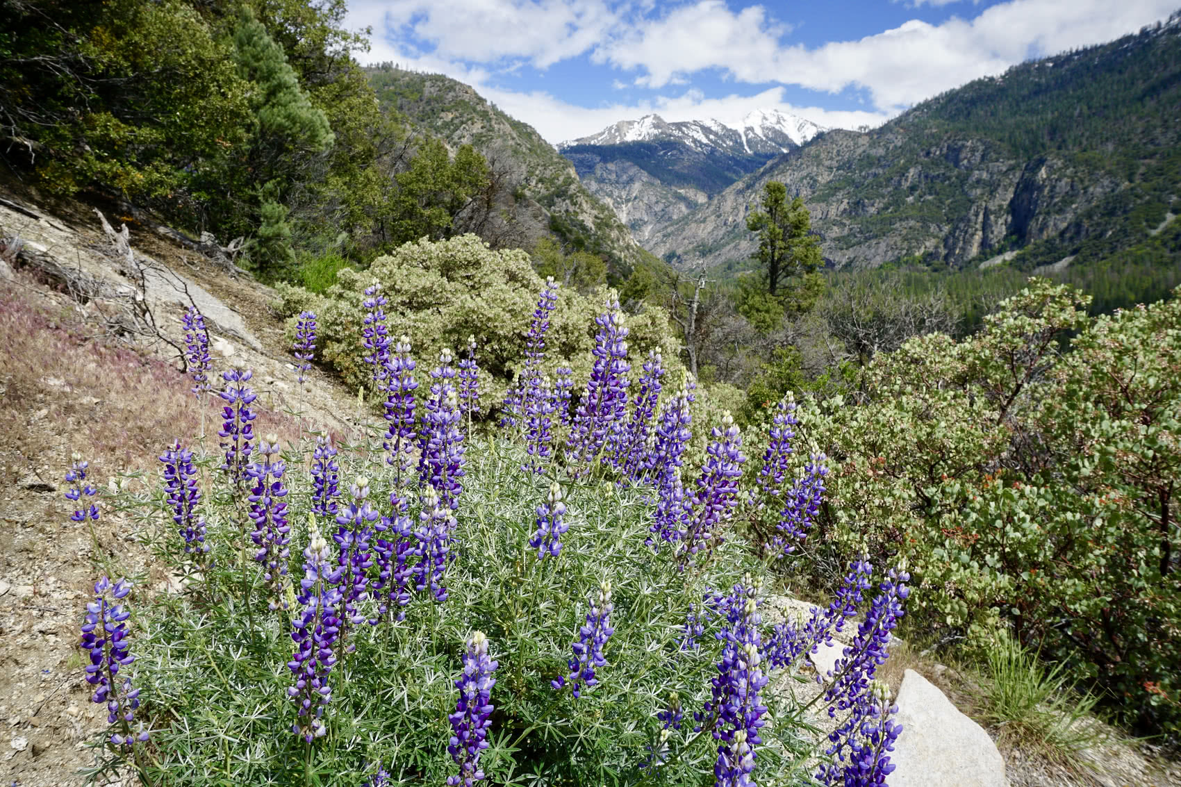 Lupines with mountains in the background on the Cedar Grove Overlook trail