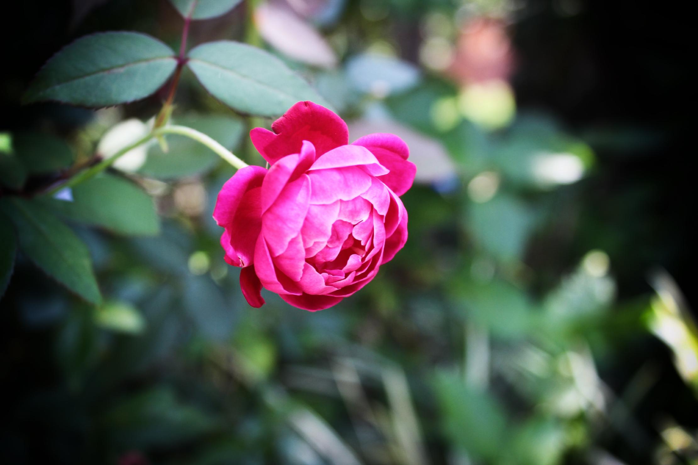 Thumbnail A pink rose