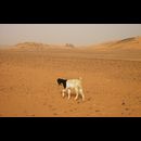 Sudan Desert Walk 16