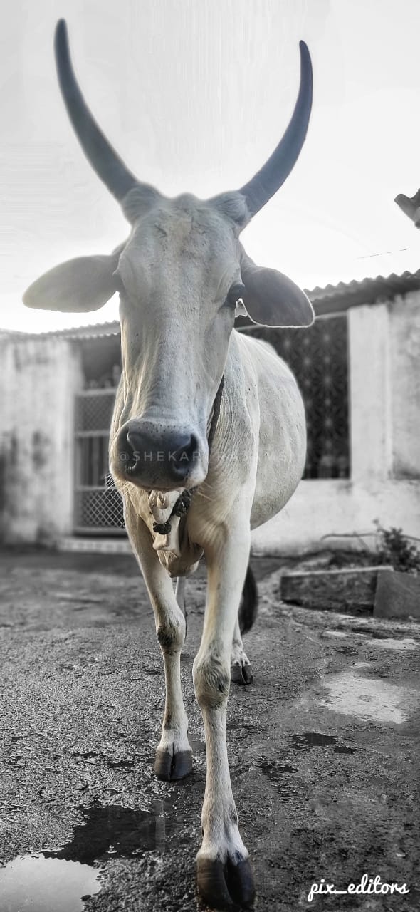 cow-bg