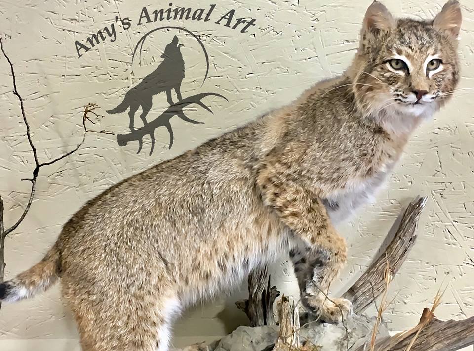 Amy's Perching Bobcat Taxidermy