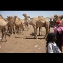 Somalia Camel Market 16