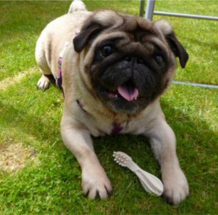 Dudley enjoying his chew in the garden