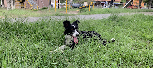 Nina, con la lengua de fuera, acostada en el parque sobre el pasto