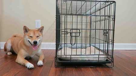 Top 5 Crates for your Shiba Inu (With Examples) - Featured image