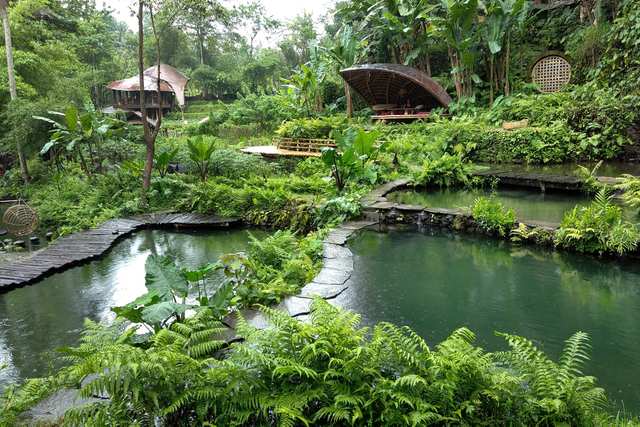 Magic Green - Bambu Indah