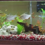 How To Clean A Fish Tank or Aquarium, Remove Algae