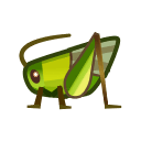 Grasshopper